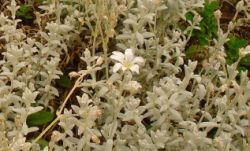 2013-08-18_Regina-F-Rau_Schachen_Blumen  (074).JPG